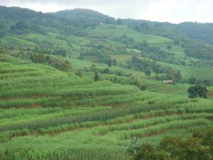 歐妹大寨村 歐妹大寨村
