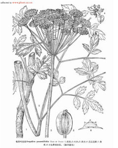 牡丹葉當歸 牡丹葉當歸