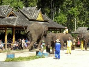 版敦馴象中心 版敦馴象中心