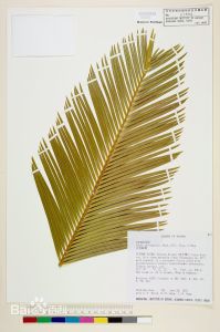 佛歐里畫眉草 佛歐里畫眉草