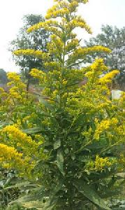 黃鶯[雜交花卉植物]