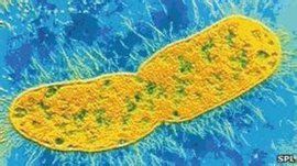 嗜麥芽窄食單胞菌 嗜麥芽窄食單胞菌