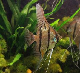 秘魯斯卡神仙 秘魯斯卡神仙