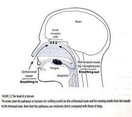 嗅覺失靈 嗅覺失靈