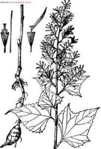 雙舌蟹甲草 雙舌蟹甲草