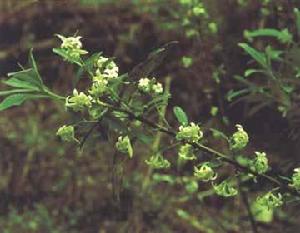 長瓣瑞香 長瓣瑞香