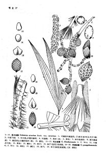 電白省藤 電白省藤