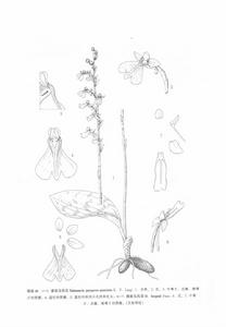 雅致玉鳳花 雅致玉鳳花