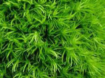 細牛毛蘚 細牛毛蘚