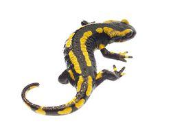 火蜥蜴[兩棲動物]