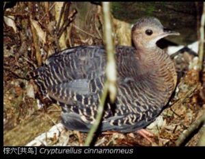 棕穴[共鳥] Crypturellus cinnamomeus