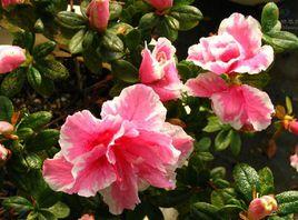 西洋杜鵑 西洋杜鵑