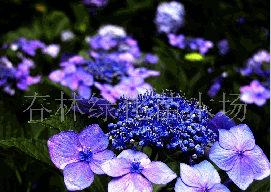 春林園林 春林園林