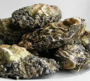莊河牡蠣
