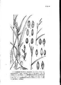 四生臂形草（原變種）