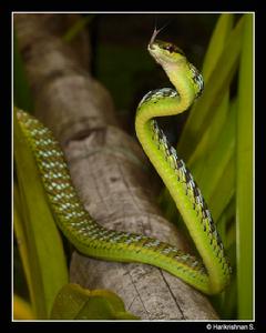 八莫過樹蛇 八莫過樹蛇