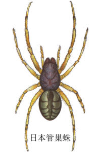 日本管蛛 日本管蛛