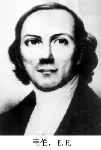 韋伯,E.H. 韋伯,E.H.