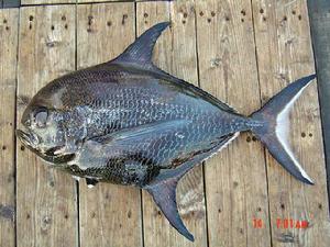 斯氏長鰭烏魴 斯氏長鰭烏魴