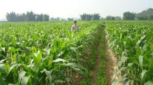 正大14號 正大14號