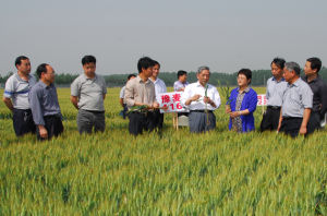 豫農416--農田參觀