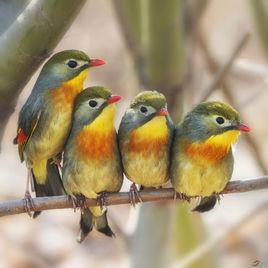 相思鳥[相思鳥屬鳥類的統稱]