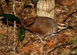擬鶉科 Mesitornithidae 僅1屬3種。分布於馬達加斯加島。小型鳥類，體型和習性接近雞類但嘴細長而下彎。其它如褐擬鶉 Mesitornis unicolor。