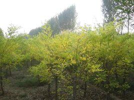 叢生金枝槐 叢生金枝槐