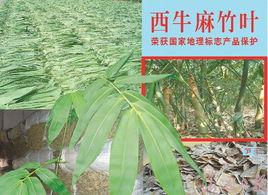 中國麻竹筍之鄉 中國麻竹筍之鄉