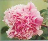 赤龍煥彩 赤龍煥彩