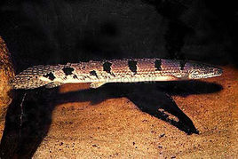 戴氏多鰭魚 戴氏多鰭魚