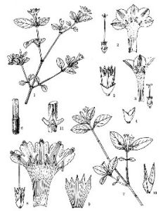 高山野丁香 高山野丁香