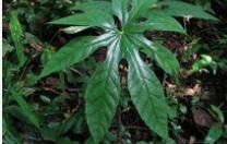 刺通草(原變種) 刺通草(原變種)