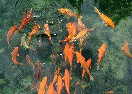 永嘉田魚 永嘉田魚