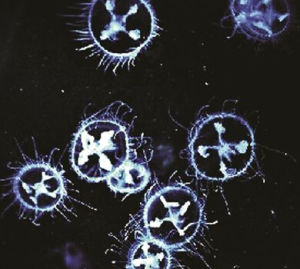 秭歸桃花水母 秭歸桃花水母