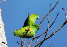 瓦氏短尾鸚鵡 瓦氏短尾鸚鵡