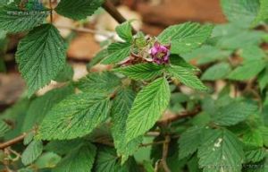 黑腺美飾懸鉤子 黑腺美飾懸鉤子