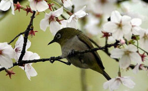 繡眼鳥科 繡眼鳥科