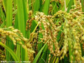 水稻米 水稻米