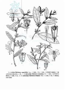 山油麻[山油麻]