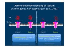 門控鈉離子通道工作原理