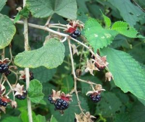 柔毛梨葉懸鉤子 柔毛梨葉懸鉤子