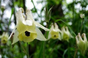 黃花尖萼耬斗菜 黃花尖萼耬斗菜