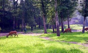 龍潭山鹿場 龍潭山鹿場