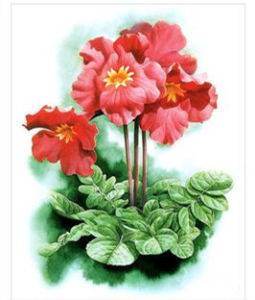 密花角蒿 密花角蒿