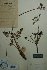 欖綠阿魏 欖綠阿魏