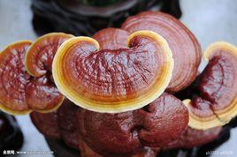 藥用真菌液態發酵 藥用真菌液態發酵