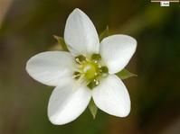 西北米努草 西北米努草