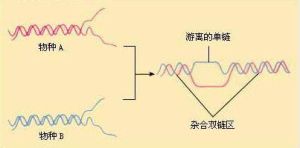 分子雜交反應 分子雜交反應