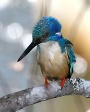 半領翠鳥 半領翠鳥